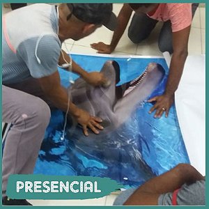 Curso de Porcelanto Líquido e Pisos 3D Presencial