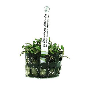 Planta Para Aquarios Glossostigma Elatinoides - Chácara Takeyoshi