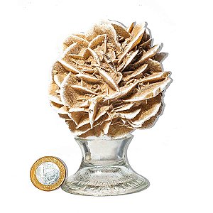 01 Rosa do Deserto Grande Extra Com Base 350 a 500g Classe A