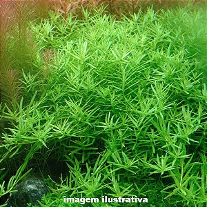 Rotala sp. "Green"
