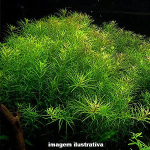 Rotala sp. "Nanjenshan"