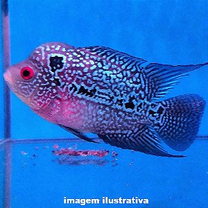 Flowerhorn Méd. - 5 a 12 cm (Cichlasoma sp.)