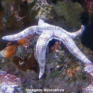 Estrela Branca "Limpadora de Substrato" (Astropecten polyacanthus)