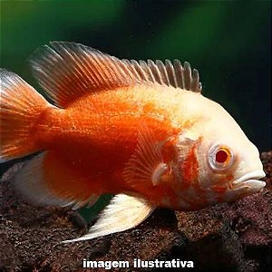 Oscar Red Rubi Albino Peq. - 3 a 6 cm (Astronotus ocelatus)