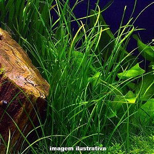 Vallisneria nana