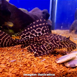 Cascudo Leopardo (Pterygoplichthys parnaibae)