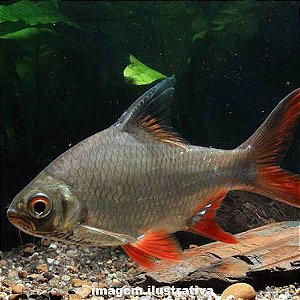 Barbo Tinfoil - 4 a 8 cm (Barbonymus schwanenfeldii)