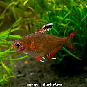 Tetra Asa Branca (Hyphessobrycon bentosi)