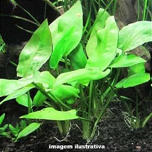 Cryptocoryne pontederifolia