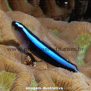Neon Goby Azul (Elacatinus oceanops)