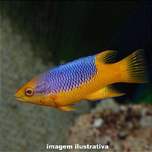 Bodianus Peq. - 5 a 12 cm (Bodianus rufus)
