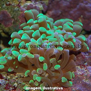 Coral Hammer Electric Green - 2 bocas (Euphyllia ancora)