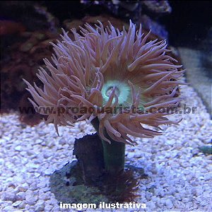 Coral Duncan - 2 bocas (Duncanopsammia axifuga)