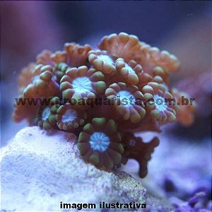 Coral Alveopora Verde (Alveopora spongiosa)