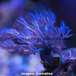 Coral Xenia Azul (Cespitularia sp.)