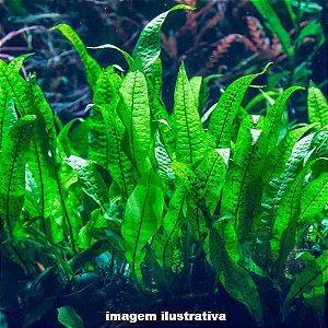 Microsorum pteropus "Tropica"