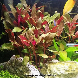 Alternanthera reineckii "Variegata"