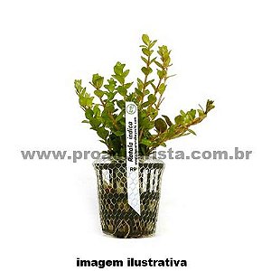 Rotala indica