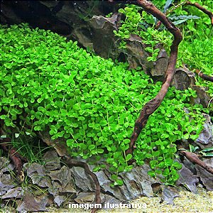 Micranthemum sp. "Monte Carlo"