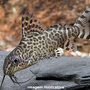 Peixe Gato Invertido - 3 a 6 cm (Synodontis eupterus)