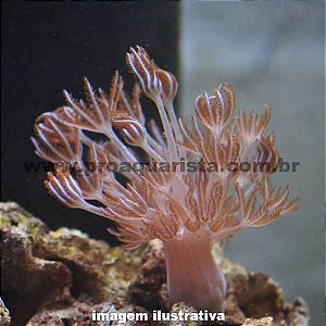 Coral Xenia Marrom Gigante (Xenia sp.)