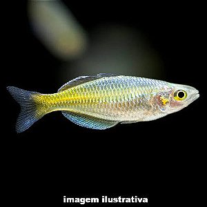 Arco-Íris Boesemani Peq. - 2 a 3 cm (Melanotaenia boesemani)