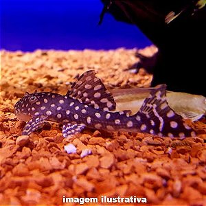 Pet Shop Bichos E Acessorios on Instagram: CONHEÇA NOSSOS PEIXES SÉRIE :  PEIXES DE FUNDO Além das corydoras, cascudos, labeos e botias, temos mais  uma grande variedade de peixes de fundo. Peixes