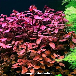 Ludwigia sp. "Red"