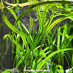 Cryptocoryne spiralis