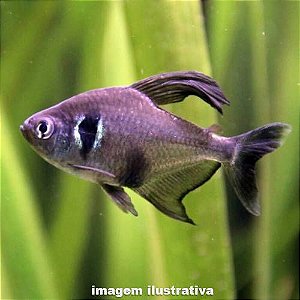 Peixe Tetra Foguinho, Compre na Kauar