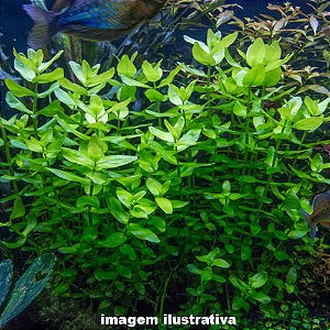 Bacopa caroliniana