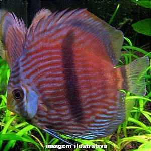 Acará Disco Heckel Peq. 5 a 10cm (Symphysodon discus)