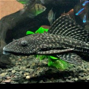 Pet Shop Bichos E Acessorios on Instagram: CONHEÇA NOSSOS PEIXES SÉRIE :  PEIXES DE FUNDO Além das corydoras, cascudos, labeos e botias, temos mais  uma grande variedade de peixes de fundo. Peixes