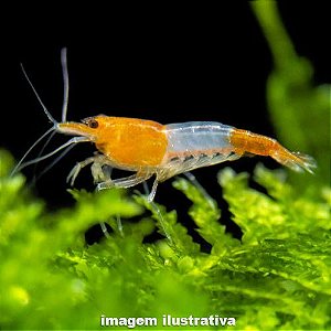 Camarão Neocaridina "Orange Rili"