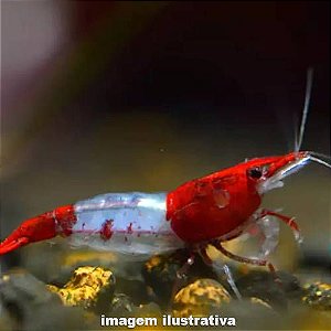 Camarão Neocaridina "Red Rili"