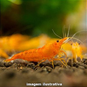 Camarão Neocaridina "Orange Sakura"