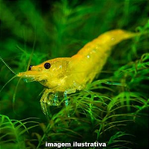 Camarão Neocaridina "Yellow"