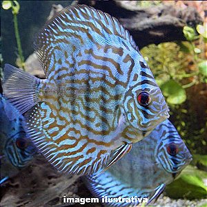 Acará Disco Blue Turquesa Méd. 5 a 10cm (Symphysodon aequifasciatus)