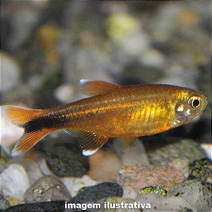 Tetra Silvertip (Hasemania nana)