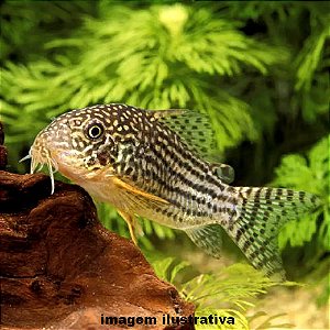 Coridora Sterbai (Corydoras sterbai)