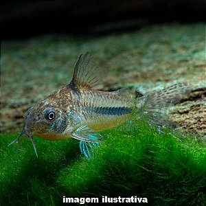 Coridora Azul (Corydoras nattereri)