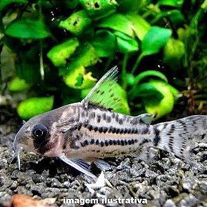 Coridora Tigre (Corydoras schwartzi)