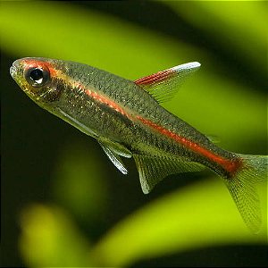 Tetra Glowlight (Hemigrammus erythrozonus)