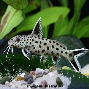 Petricola - 3 a 6 cm (Synodontis petricola)