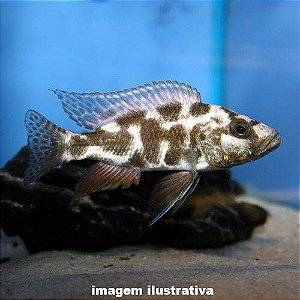 Livingstone Peq. - 3 a 6 cm (Nimbochromis livingstonii)