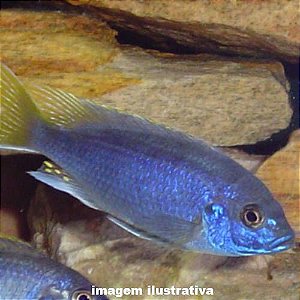 Gemori Peq. - 3 a 6 cm (Gephyrochromis moorii)