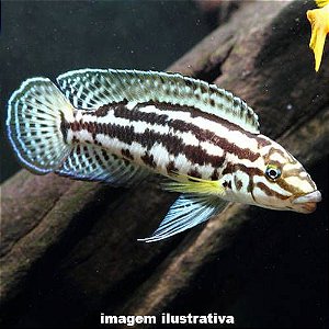 Julidocromis Marlieri (Julidochromis marlieri)