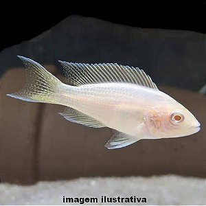 Brichardi Albino (Neolamprologus brichardi)