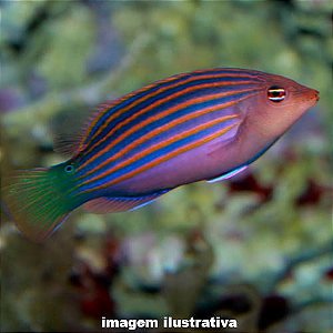 Wrasse Six Line - 4 a 8 cm (Pseudocheilinus hexataenia)