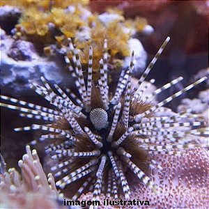 Ouriço Double Spined (Echinothrix calamaris)